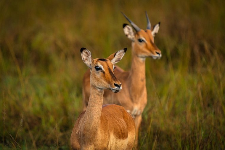 098 Masai Mara, impala.jpg